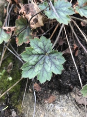 Heuchera sanguinea
