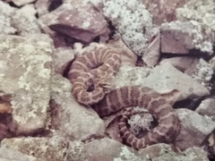 Gloydius intermedius