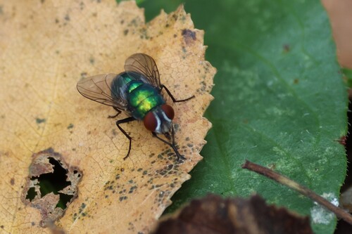 Unknown species found near Sherman, CT 06784, USA