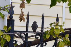 Phoenicurus ochruros