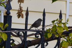 Phoenicurus ochruros