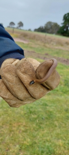 Whip Hooded Snake sighting