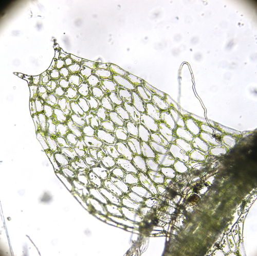 Asperifolia arguta