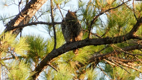 View observation of {o.common_name} on iNaturalist