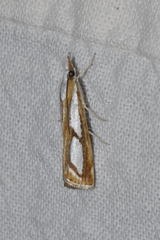 Catoptria