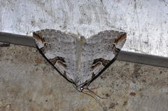 Aplocera praeformata