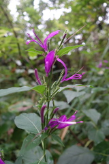 Hypoestes purpurea