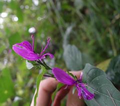 Hypoestes purpurea