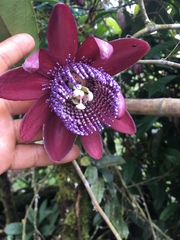 Passiflora ambigua