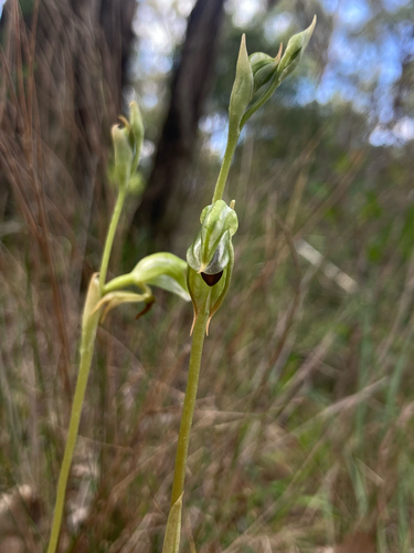 Illawarra greenhood (Pterostylis gibbosa)