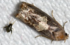 Epiblema otiosana
