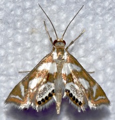 Chrysendeton medicinalis