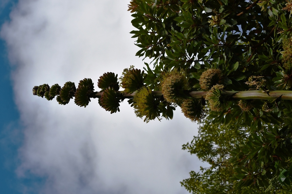 Agave congesta Gentry 2