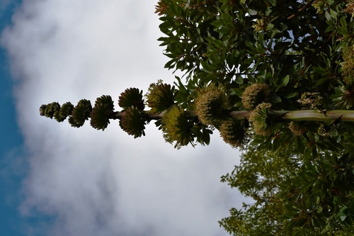 Agave congesta