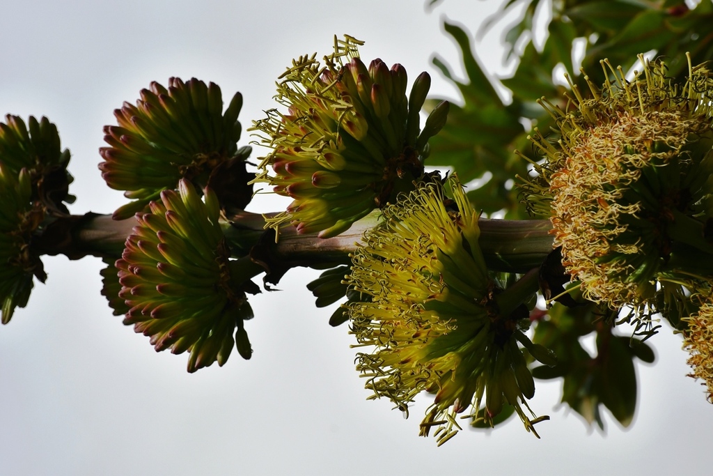 Agave congesta Gentry