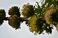 Agave hiemiflora