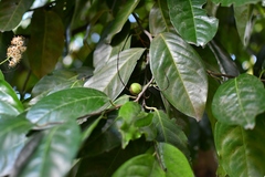Prunus tetradenia