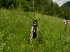 Libelloides sibiricus sibiricus