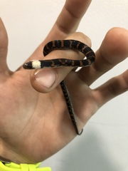 Atractus