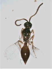 Belytinae