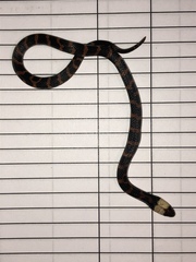 Atractus