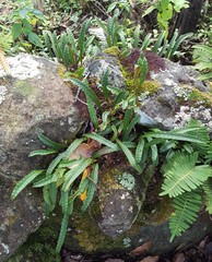 Pleopeltis polylepis