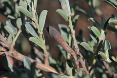Podalyria myrtillifolia