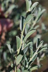 Podalyria myrtillifolia