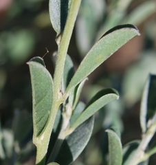 Podalyria myrtillifolia
