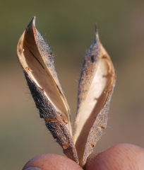Podalyria myrtillifolia