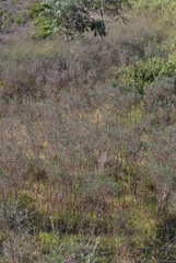 Podalyria myrtillifolia
