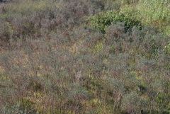 Podalyria myrtillifolia