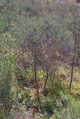 Podalyria myrtillifolia