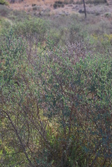 Podalyria myrtillifolia