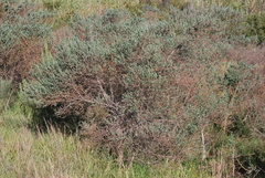 Podalyria myrtillifolia