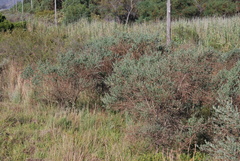 Podalyria myrtillifolia