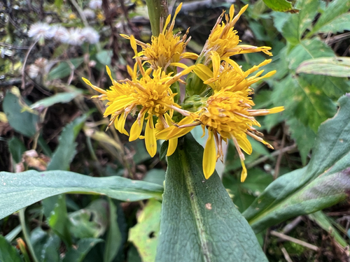 Solidago glomerata, photograph 3