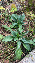 author not stated, no rights reserved Solidago glomerata, photograph author not stated, no rights reserved