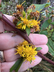 author not stated, no rights reserved Solidago glomerata, photograph author not stated, no rights reserved