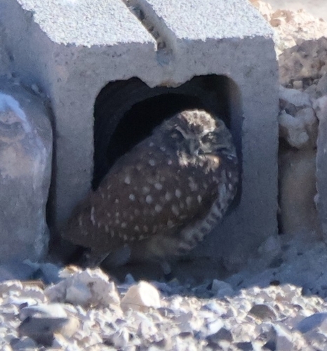 View observation of {o.common_name} on iNaturalist