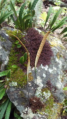 Pleopeltis polylepis