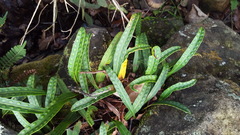 Pleopeltis polylepis