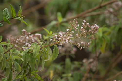 Condea chyliantha