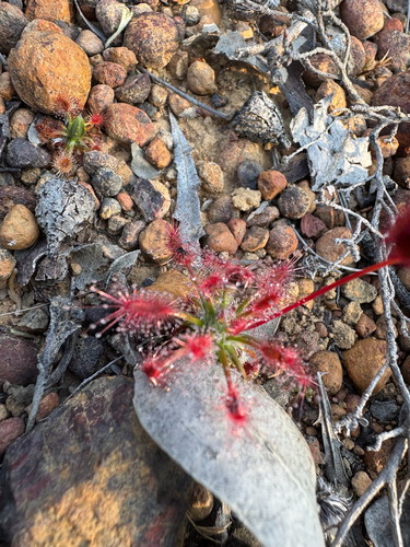 Drosera barbigera