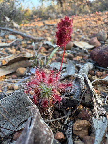 Drosera barbigera