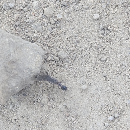 Saunders' Webspinner photo 4