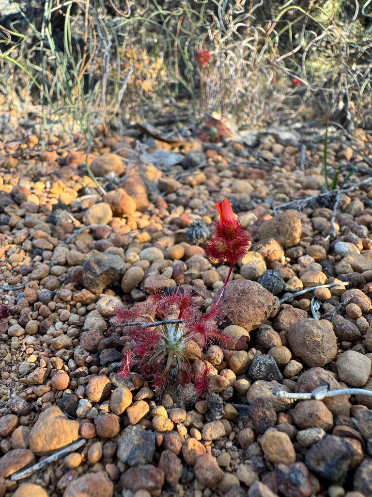 Drosera barbigera (Drosera barbigera)