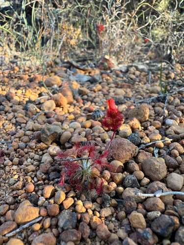 Drosera barbigera (Drosera barbigera)