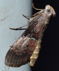 Pococera robustella