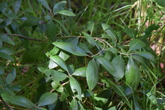 Garrya laurifolia